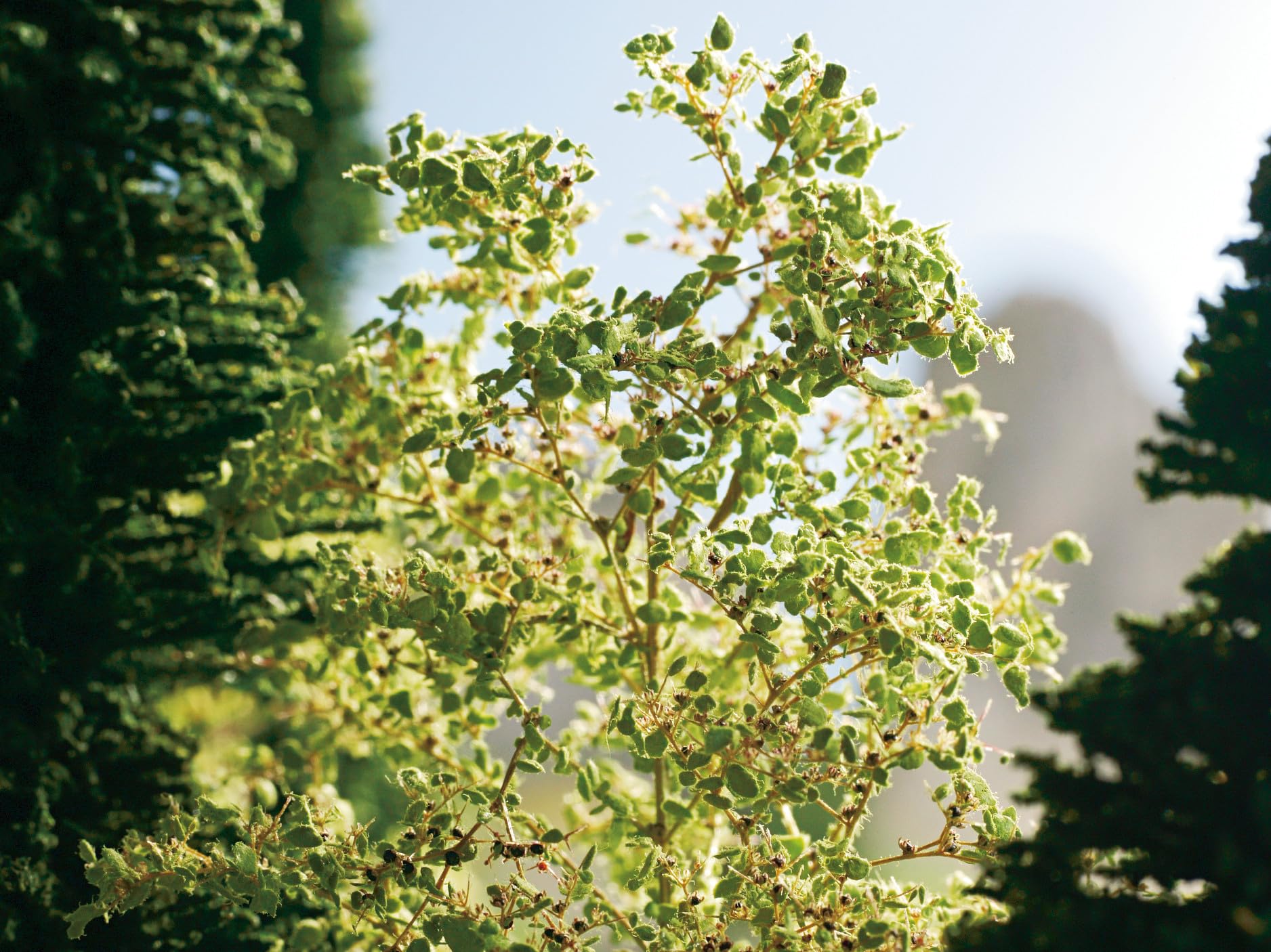 noch-23100-naturb-ume-seeschaum-4-20-cm-modellb-ume image 6