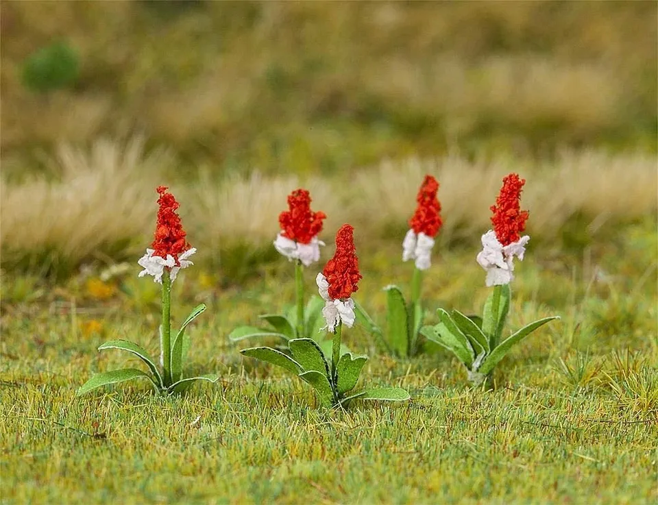 faller-181267-orchideenprimel-32-st-ck-blumen image 1